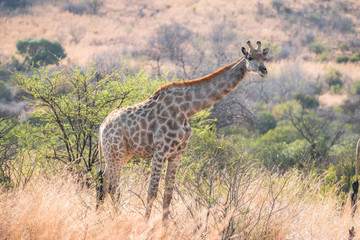 Naklejka na ściany i meble Giraffe in standing in morning light bushveld africa