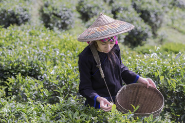 Farmer of tea is in harvest the tea leaf