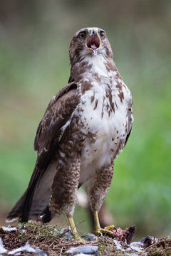 Common Buzzard / Buizerd
