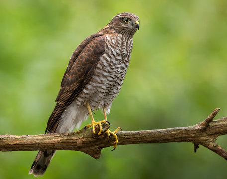 European Sparrowhawk / Sperwer