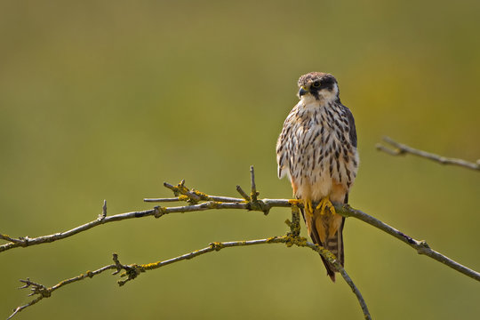 European Hobby Falcon