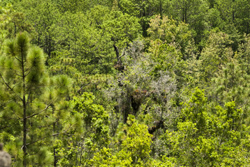 Enigmatic and mysterious forests of Central America. Guatemala