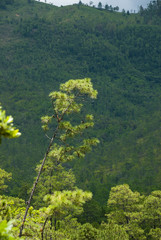Obraz premium Enigmatic and mysterious forests of Central America. Guatemala