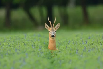 Tuinposter roe deer © grus444