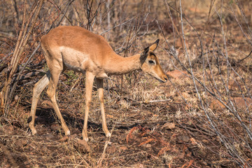 Impala ewe walking in dry african bushveld landscape