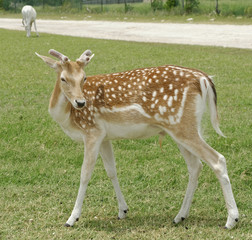 Closeup of young Fallow Deer buck in grassland