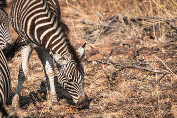 Fototapeta na wymiar Zebra grazing in dry savanna