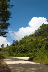 Fototapeta na wymiar Guatemala. Mountains. few fir trees of forest on both sides of the road