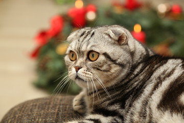 The cat on the background of Christmas decorations / British Shorthair kitten