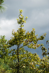 Fototapeta na wymiar Beautiful trees on sky background in Guatemala