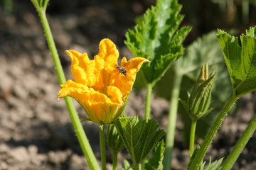 Zucchinipflanze mit Blüte