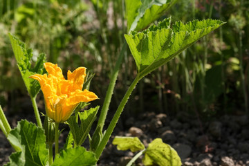 Zucchinipflanze mit Blüte
