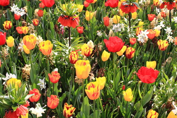 fioritura di tulipani