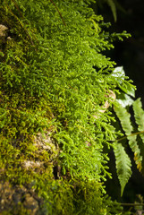 Close up Green fern on timber in rain forest in Guatemala.