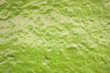 Rough green painted on cement floor texture background