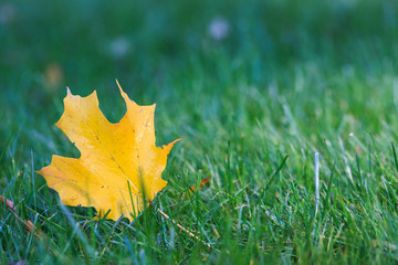Yellow maple leaf on the grass close. 
