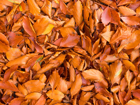 NEWSTEAD, NOTTINGHAM - NOVEMBER 2: Carpet of copper beech leaves in autumn, England. In Newstead Abbey, Newstead, Nottinghamshire, England. On 2nd November 2016.
