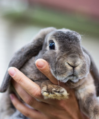 на фото изображен серый домашний заяц и рука человека