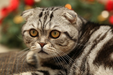 The cat on the background of Christmas decorations / British Shorthair kitten