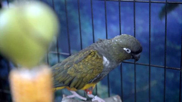 burrowing parrot (Cyanoliseus patagonus)