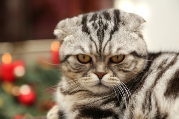 Naklejka na ściany i meble The cat on the background of Christmas decorations / British Shorthair kitten