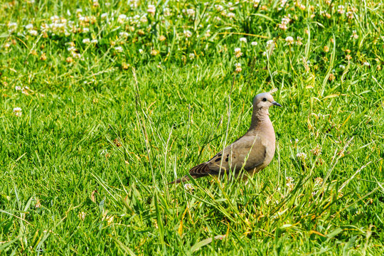 Brown dove standing in front of the sun in the grass of a park
