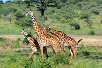 girafe sauvage