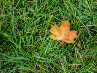 Autumn leaf over green grass