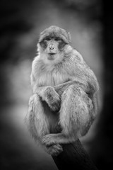 Wildlife Monkey Portrait in a tree