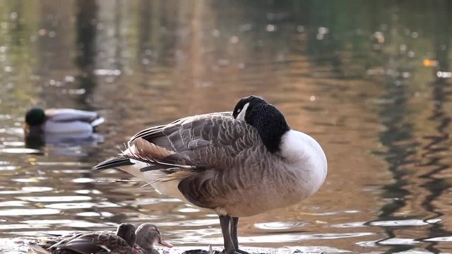 Schlafende Kanadagans am See