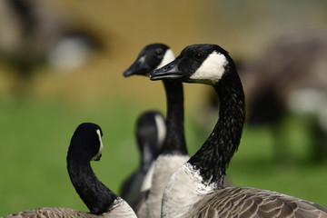 Canada Goose