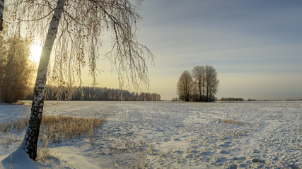зимний день в поле с березой, Россия, Урал  