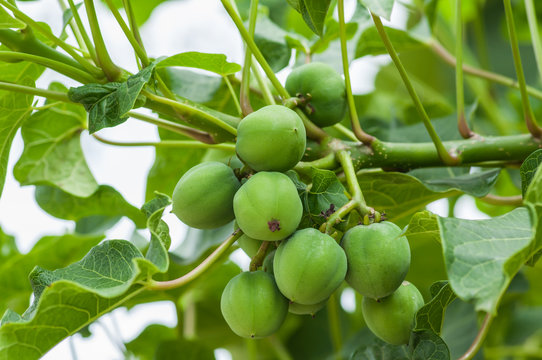 Jatropha on tree in natural of thailand