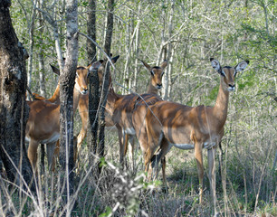 Impala Antelope