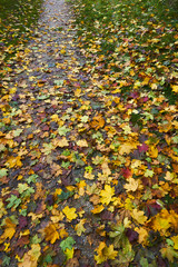 Obraz premium Romantic Way