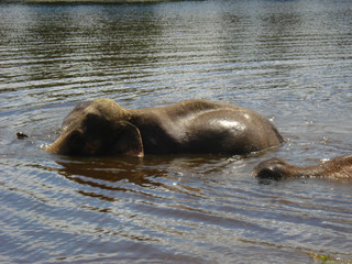 Fototapeta premium Elephant and baby half submerged in water 