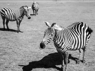 black and white zebras