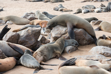 Big fur seal on a rock is comically tries to rise above others