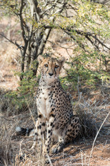 Fototapeta premium Close view of a cheetah resting and boring at cheetahs farm
