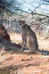 A cheetah is sitting under the tree cover at cheetahs farm