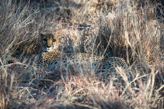 A cheetah is lying and hiding in dry winter savanna grass