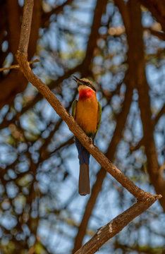 White Fronted Bee Eater