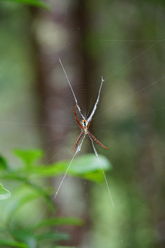 Spider on a spider web with a green rain forest background