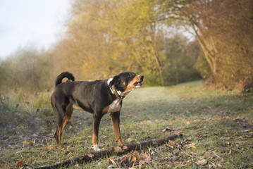 Dog in the autumn - Appenzeller Sennenhund 