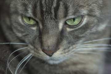 Fototapeta premium Cat face closeup