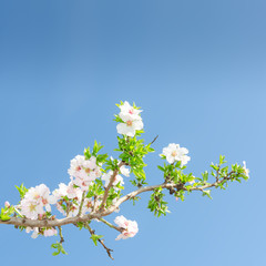 Single blooming branch of apple tree against spring blue sky