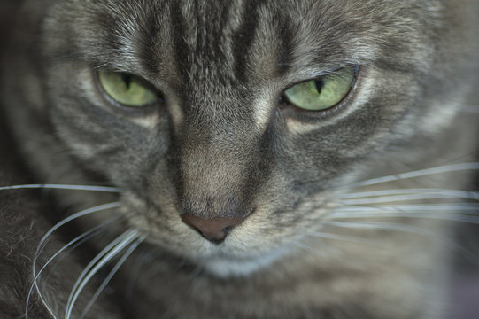 Cat face closeup
