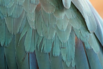 Obraz premium Pattern of feather, Closeup feather