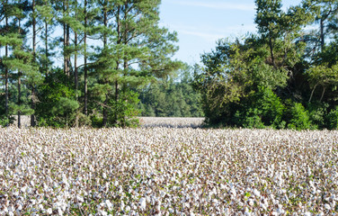 Fototapeta premium Cotton Field