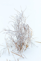 Fototapeta na wymiar Frozen in ice in the winter grass